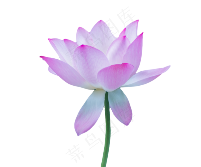 夏天荷花(1336X1113(DPI:300))psd模版下载