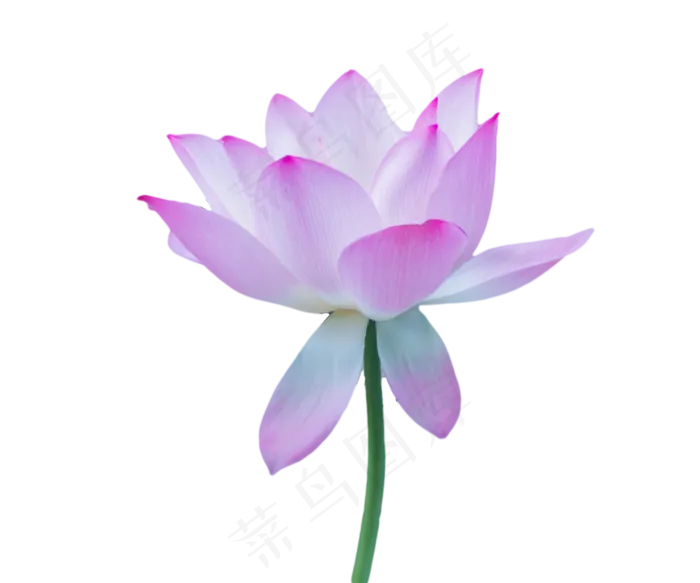 夏天荷花(1336X1113(DPI:300))psd模版下载