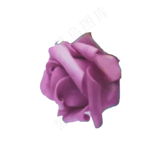 紫色的玫瑰花朵免抠图