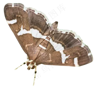 螟蛾昆虫,免抠元素