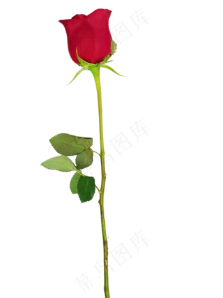 一束玫瑰爱情花朵