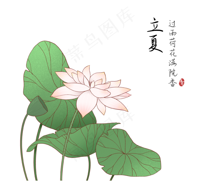立夏荷花