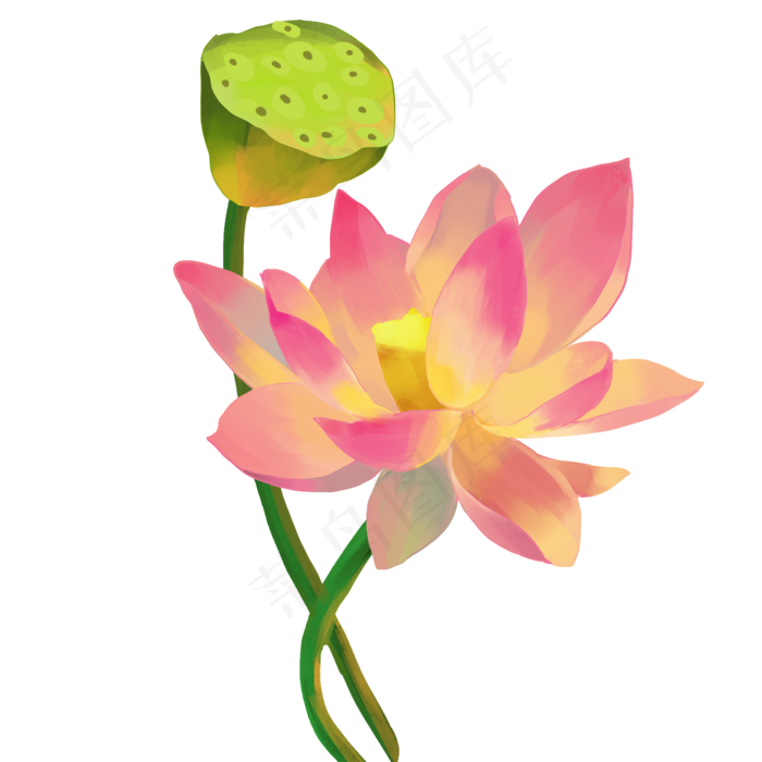 荷花莲蓬植物花卉(2000X2000(DPI:300))psd模版下载