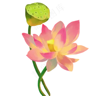 荷花莲蓬植物花卉