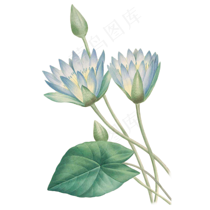 卡通墨绿色的荷花免抠图