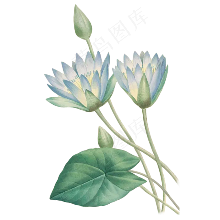 卡通墨绿色的荷花免抠图(2000X2000(DPI:300))psd模版下载