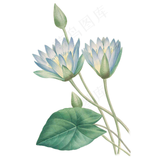 卡通墨绿色的荷花免抠图