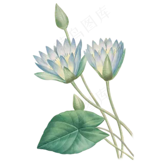 卡通墨绿色的荷花免抠图