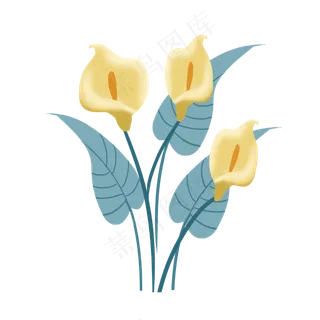 唯美马蹄莲花卉