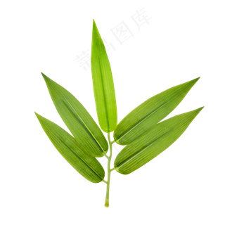 绿色树叶叶子