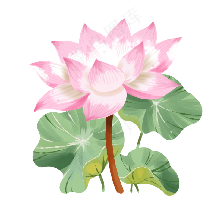 绽放荷花植物(2000X2000(DPI:300))psd模版下载