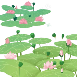 池塘开满荷花