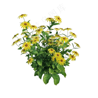 仿真小菊花png图,免抠元素