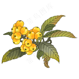 中国风手绘果实插图