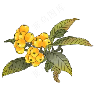 中国风手绘果实插图