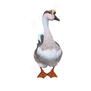 可爱动物狮头鸭灰鸭鹅,免抠元素