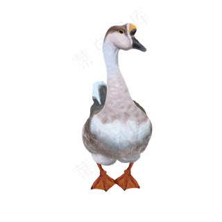 可爱动物狮头鸭灰鸭鹅,免抠元素