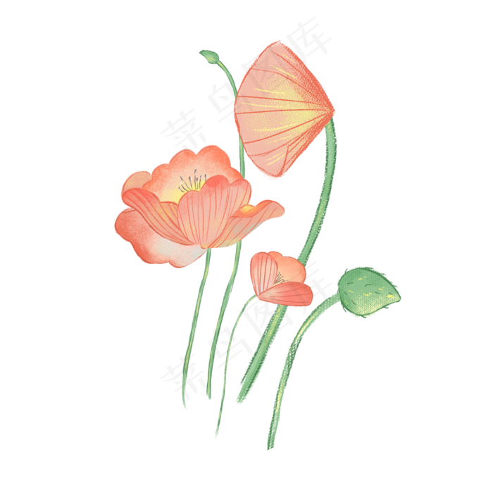 美丽鲜艳的小荷花