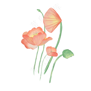 美丽鲜艳的小荷花