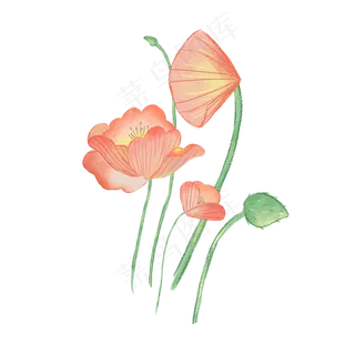 美丽鲜艳的小荷花