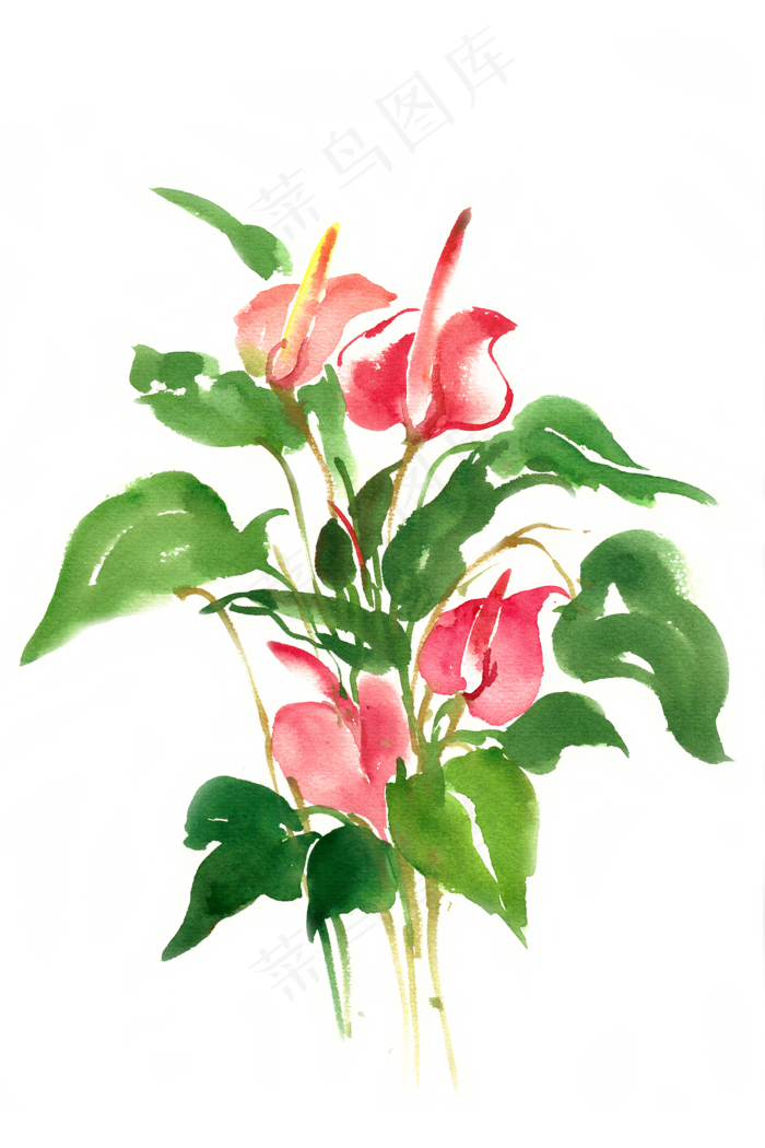水彩画美丽的红掌花(4724X7087(DPI:300))psd模版下载