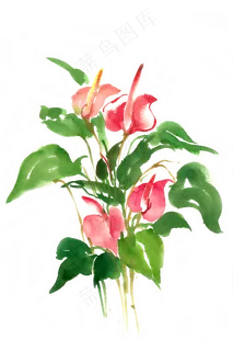 水彩画美丽的红掌花