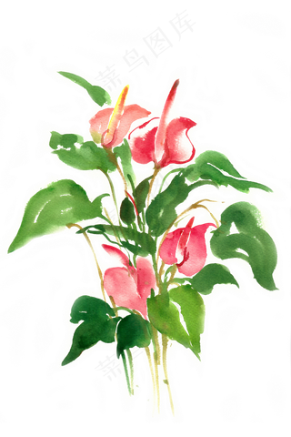 水彩画美丽的红掌花