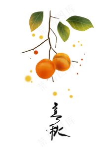 立秋树上金黄的柿子