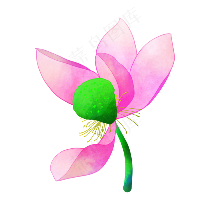 荷花花瓣装饰插画