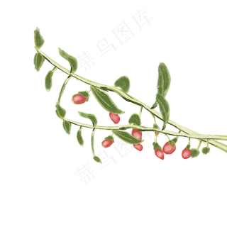 手绘枸杞免扣元素,免抠元素