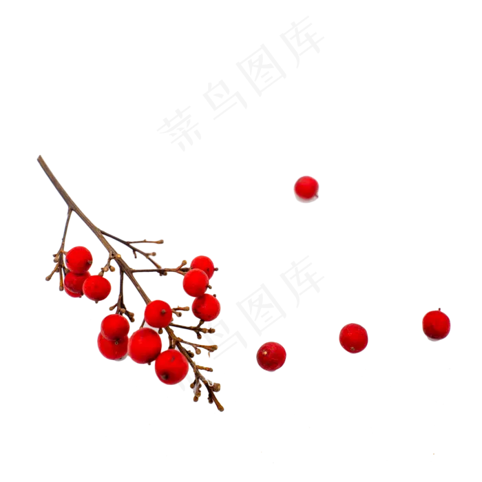 干花圣诞冬青果红色果子装饰物品,免抠元素(2000*2000px 300 dpi )