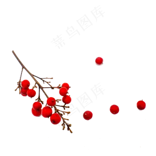 干花圣诞冬青果红色果子装饰物品,免抠元素