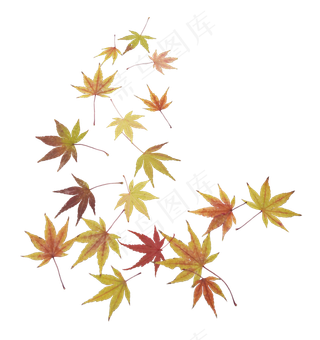 秋天落叶枫叶