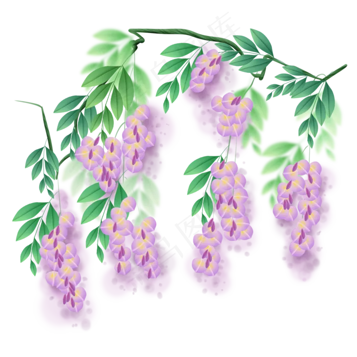 植物花卉紫藤萝(2000X2000(DPI:300))psd模版下载