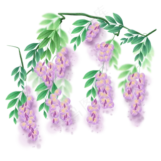 植物花卉紫藤萝