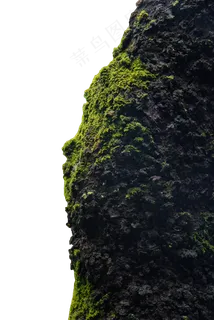 树干 青苔 苔藓 植物 生物,免抠元素 树干 青苔 苔藓 植物 生物,免抠元素