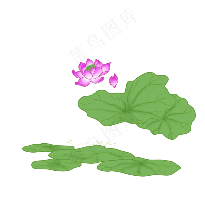 荷花荷叶(2000X2000(DPI:300))psd模版下载