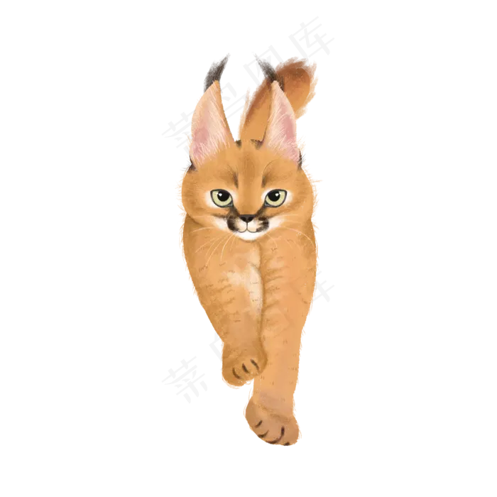 野生猫科动物狞猫,免抠元素(3000*3000px 300 dpi )psd模版下载