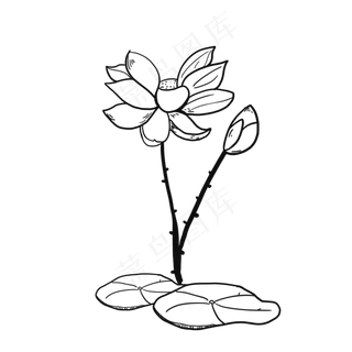 荷花儿线条草稿