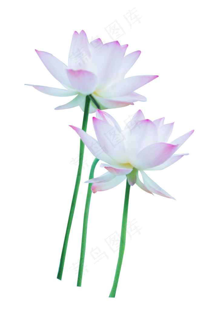 粉色荷花(1999X2927(DPI:300))psd模版下载
