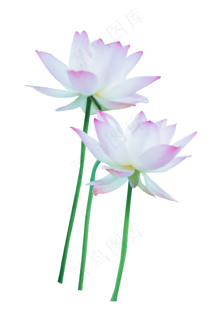粉色荷花(1999X2927(DPI:300))psd模版下载