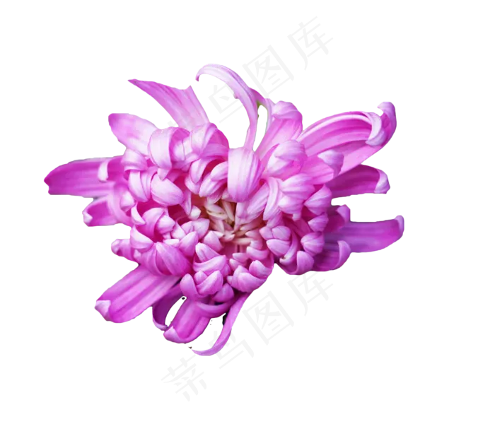 秋菊紫色菊花,免抠元素(3500*3000px 300 dpi )