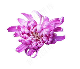 秋菊紫色菊花,免抠元素