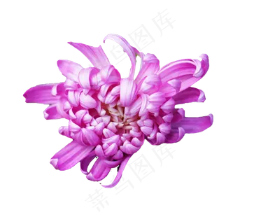 秋菊紫色菊花,免抠元素 秋菊紫色菊花,免抠元素