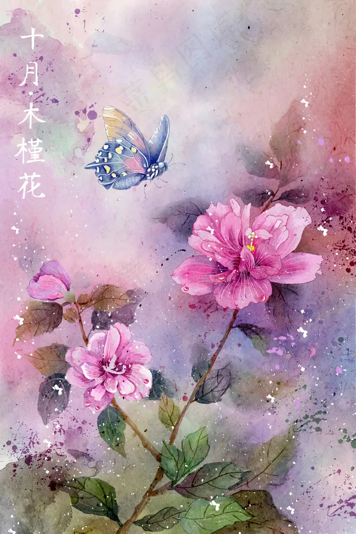 水彩花鸟画十二月花信十月木槿花(3545*5315px 300 dpi )