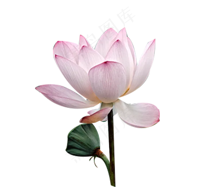 一朵荷花(717X667(DPI:300))psd模版下载