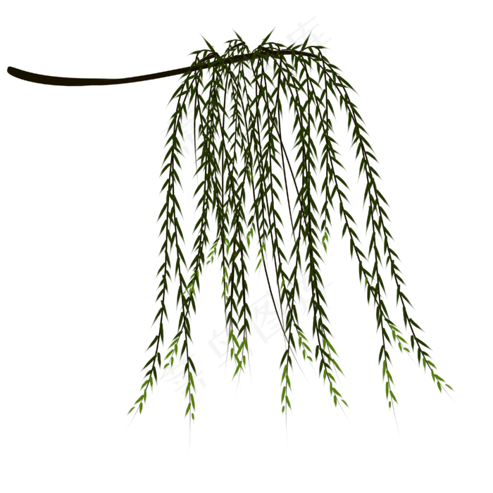 春天柳树枝发新芽