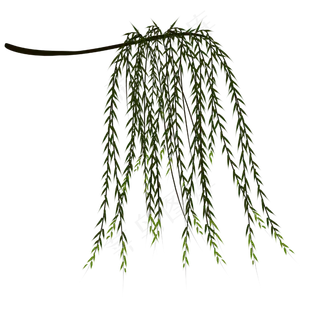 春天柳树枝发新芽