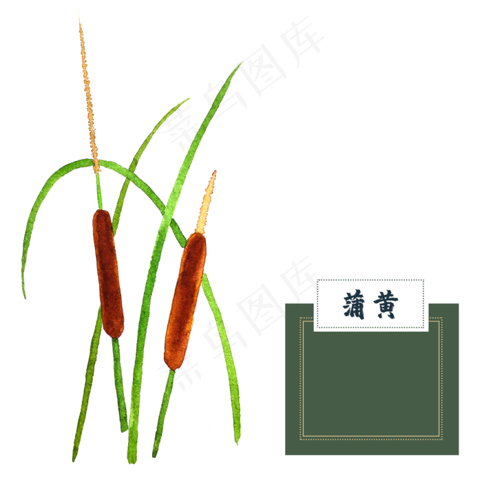 花类中草药水彩蒲黄(2500X2500(DPI:300))psd模版下载