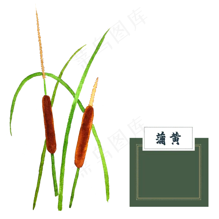 花类中草药水彩蒲黄(2500X2500(DPI:300))psd模版下载